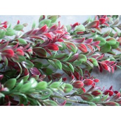 EUROPALMS Grass tendril, artificial, green-red, 105cm